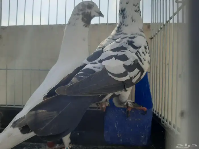 عرض طيور شاميه 2