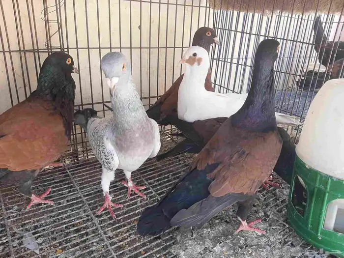 عرض طيور شاميه 5