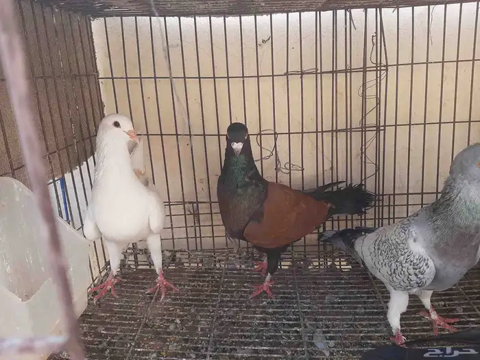 عرض طيور شاميه 7