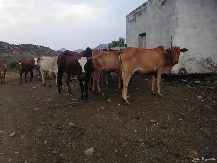 بقر للبيع. الموقع غرب الطحاحين 4