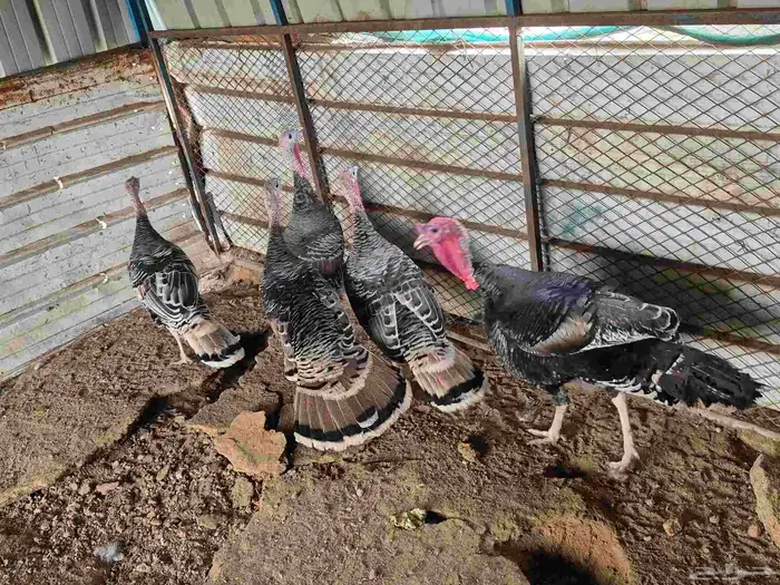 للبيع دجاج رومي العدد 5 11