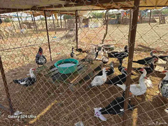 بط للبيع جملة وبالحبه 0