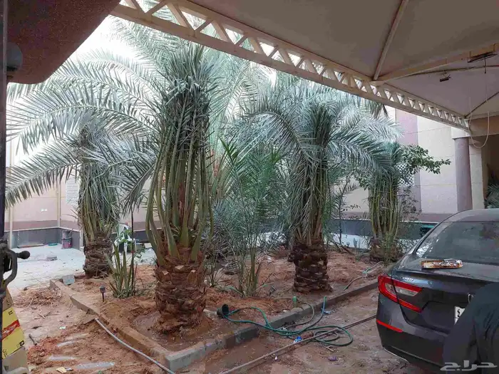 نخيل_مثمر_بجميع_انواعه_ومقاسته 9