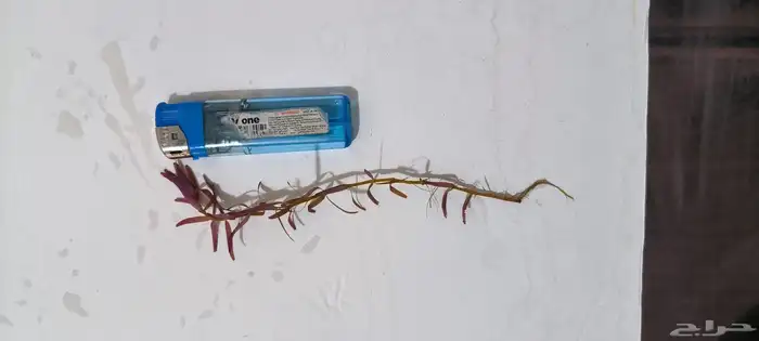 نبات مائية لأسماك الزينة عرض النصف على الروتالا ريد بلد 1