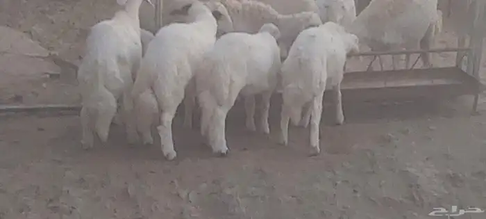 خرفان ذبايح 3