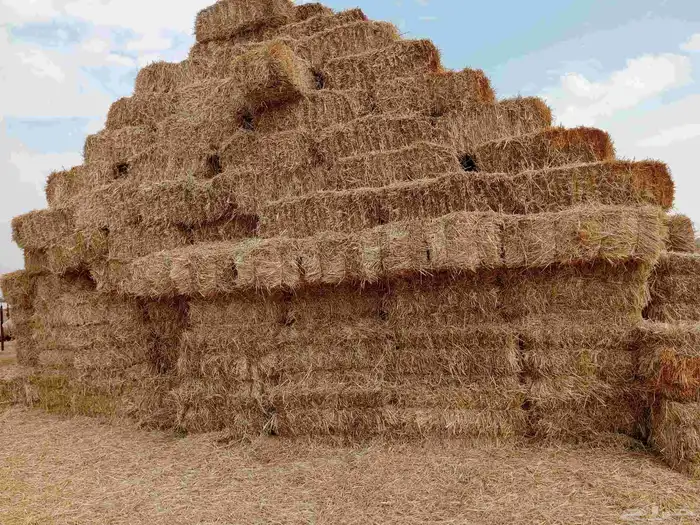 هيبان مع تبن مخلوط ممتاز 0