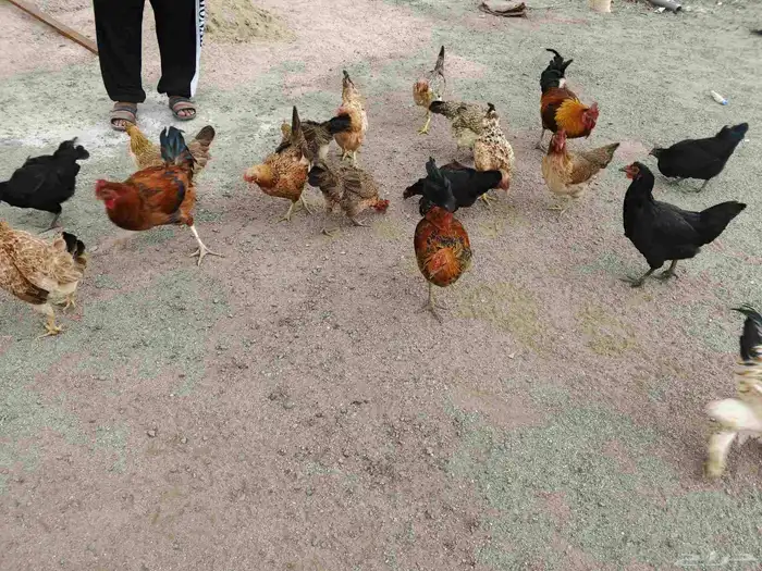 دجاج عربي حجم بياض وحضانة السعر 60العدد 28 0