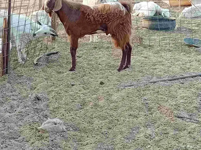 تيس فحل كفو مشروط سنها رباع 8