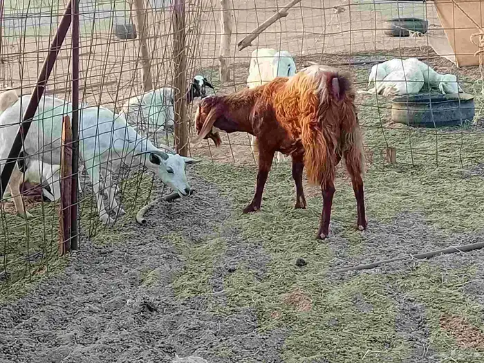 تيس فحل كفو مشروط سنها رباع 7