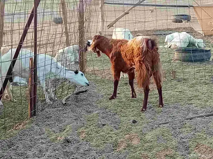 تيس فحل كفو مشروط سنها رباع 9