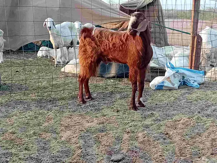 تيس فحل كفو مشروط سنها رباع 2