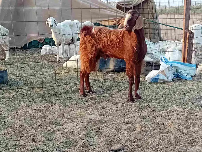 تيس فحل كفو مشروط سنها رباع 3