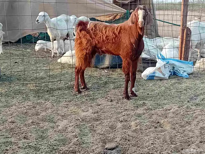 تيس فحل كفو مشروط سنها رباع 4