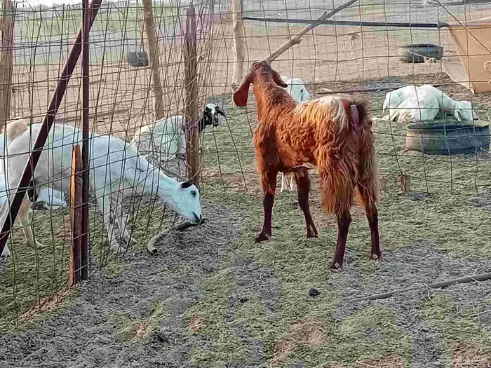 تيس فحل كفو مشروط سنها رباع 6