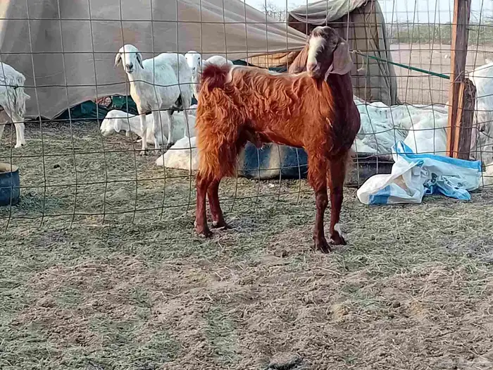 تيس فحل كفو مشروط سنها رباع 0