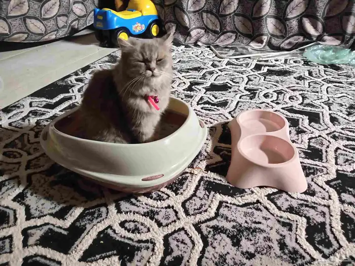 قطه شيرازي للبيع 3