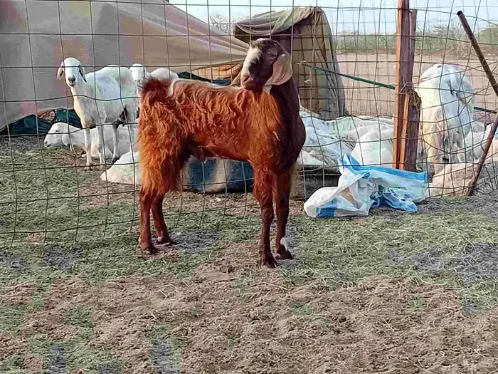 تيس فحل كفو مشروط سنها رباع 1