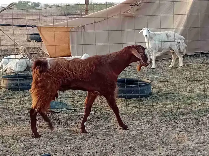 تيس فحل كفو مشروط سنها رباع 5