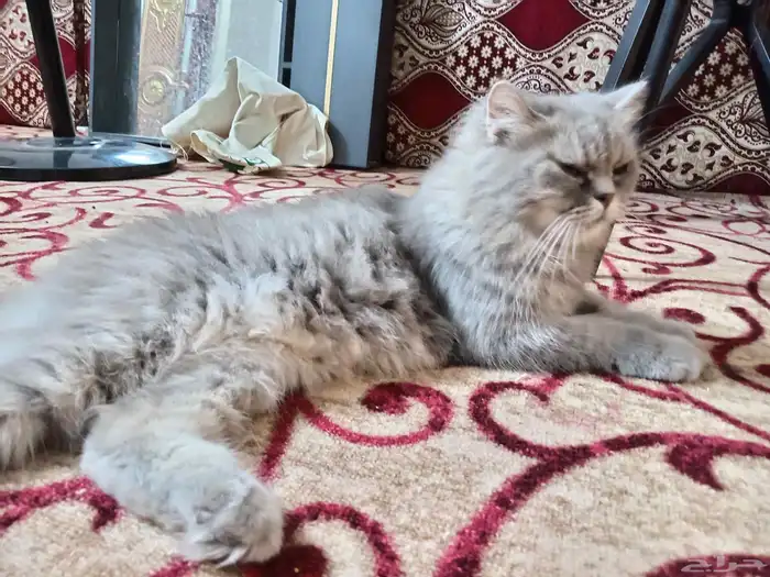 قطه شيرازي للبيع 0