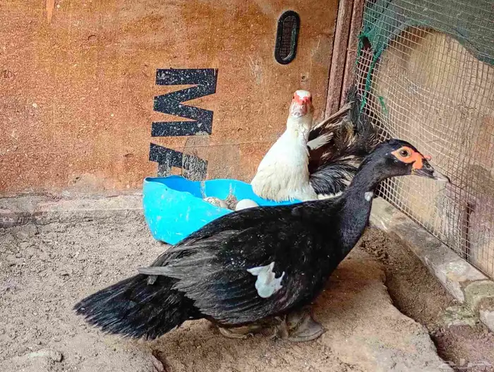 للبيع اناث بط مصري 0