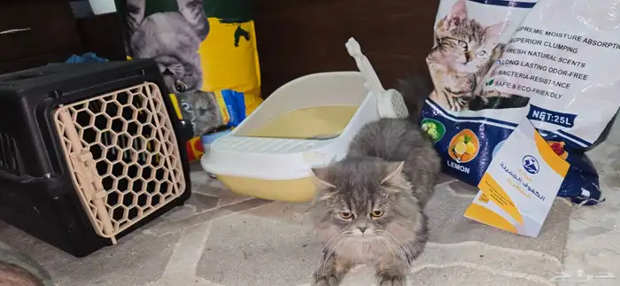 قطوة للتبني شيرازي 0