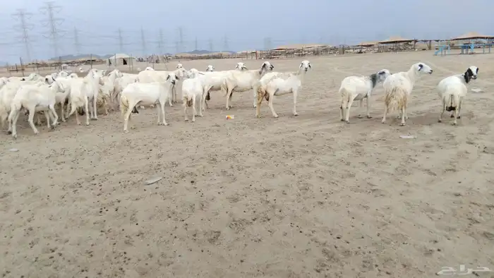 غنم حرية دفيع العدد 49 تحتها 29 8