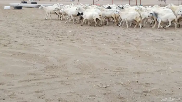 غنم حرية دفيع العدد 49 تحتها 29 5