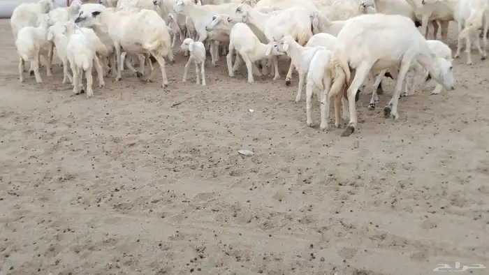 غنم حرية دفيع العدد 49 تحتها 29 6