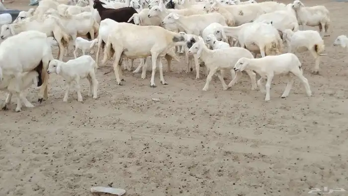 غنم حرية دفيع العدد 49 تحتها 29 4