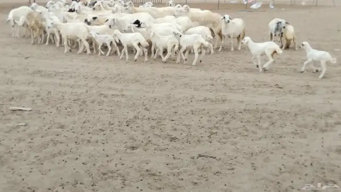 غنم حرية دفيع العدد 49 تحتها 29 0