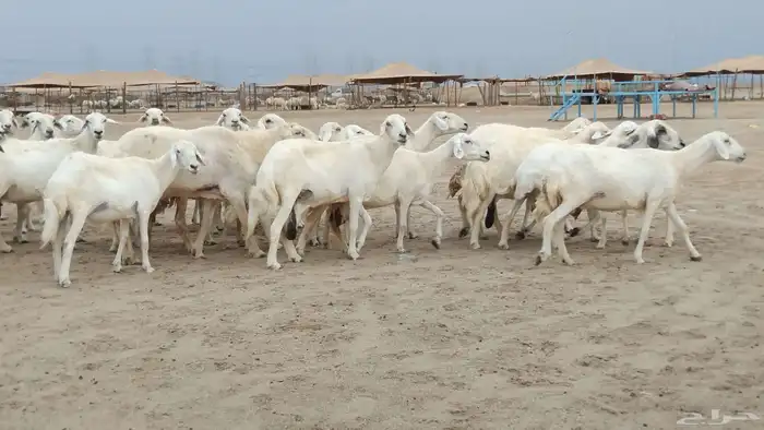 غنم حرية دفيع العدد 49 تحتها 29 1