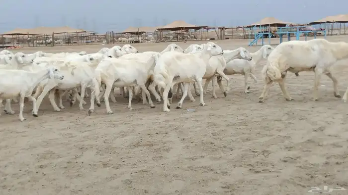 غنم حرية دفيع العدد 49 تحتها 29 2