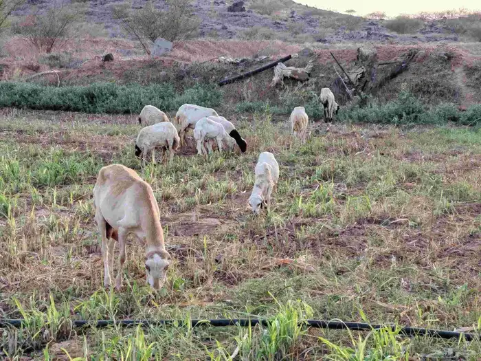 لا البيع 5 ضان مناتيج 1