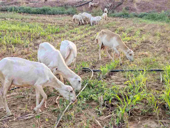 لا البيع 5 ضان مناتيج 2