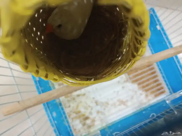 عند مدرسه وائل بن حجر الابتدائي 0