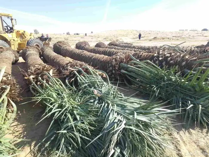نخيل عربي مثمر فروخ وجثايث 3