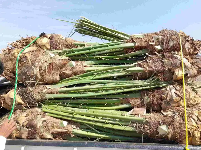 نخيل عربي مثمر فروخ وجثايث 5