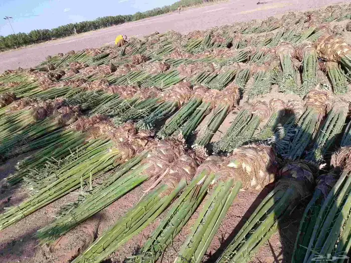 نخيل عربي مثمر فروخ وجثايث 2