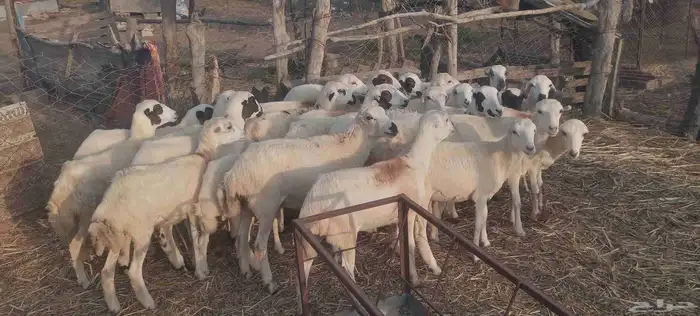 رخال رفيدي 3