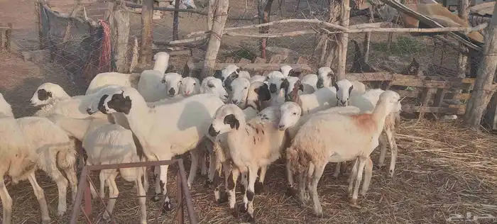 رخال رفيدي 2