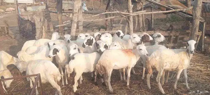 رخال رفيدي 0