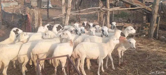 رخال رفيدي 1