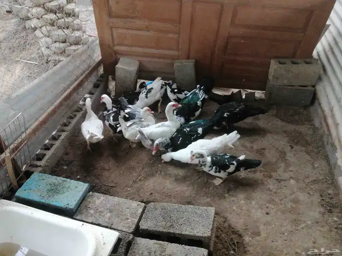 للبيع بط اناثي الحبه 30 للتواصل  واتساب 0