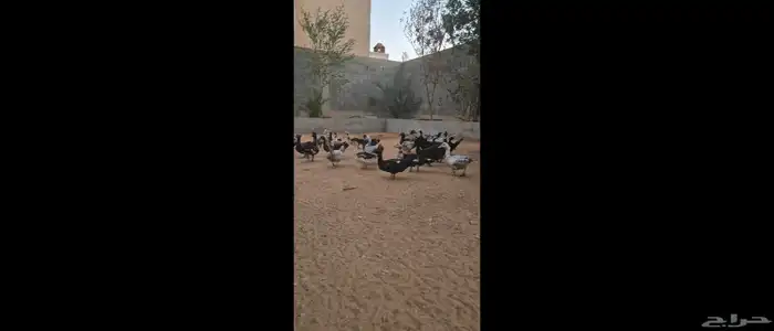 بط مسكوفي للبيع الخرج 0