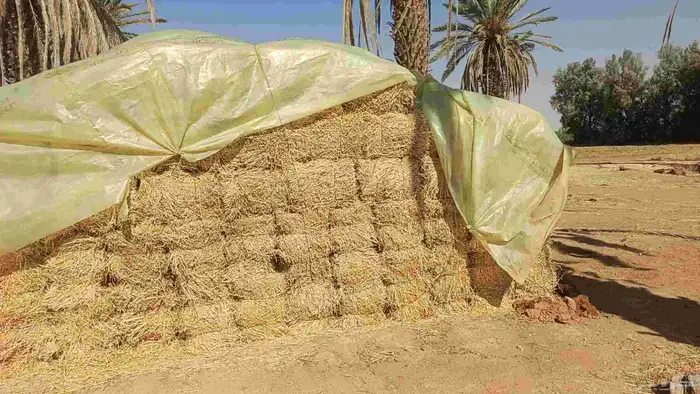 موجود البرسيم شد 75.80 حا ل سوق الماشية 0