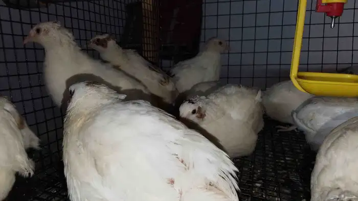 سمان للبيع 2