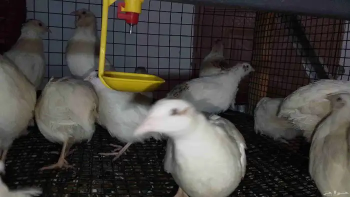 سمان للبيع 1