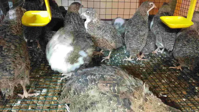 سمان للبيع 4