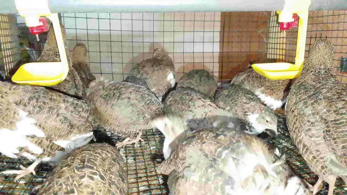 سمان للبيع 3