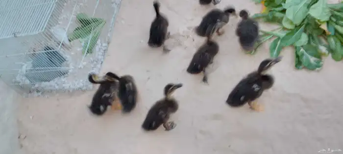 للبيع بط (مصري) حد للحبه25 .العدد 5 . العمر شهرين ونص 7